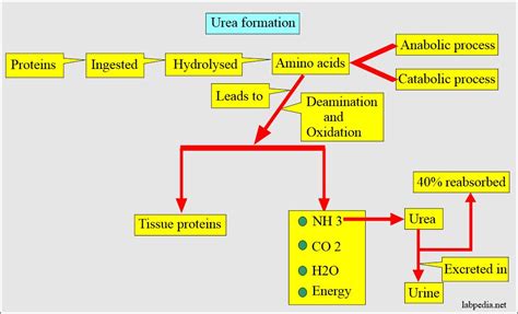 Radiador Complaciente Conocido Serum Urea Nitrogen Tamano Relativo