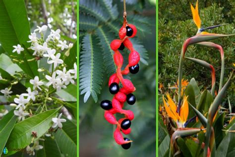 Flora Y Fauna De Nicaragua Caracter Sticas Y Ejemplos