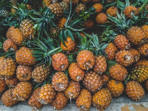 How To Grow Pineapples At Home The Tender Gardener