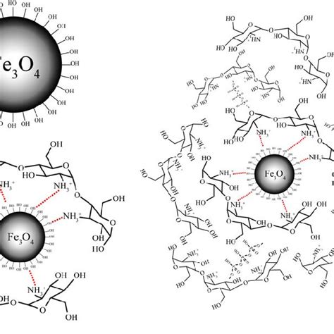 Schema Of In Situ Synthesized Chitosan Coated Magnetic Nanoparticles Download Scientific