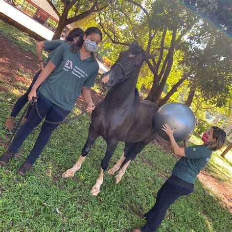 Treinamento e cuidado dos cavalos em externa equitação e condução para