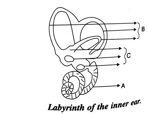 Name The Parts Labelled As A B C And D In The Diagram Given