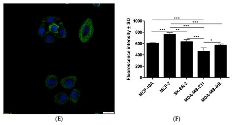 BCL11A Expression In Breast Cancer