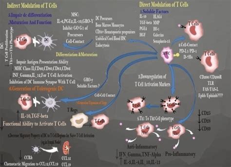 Direct And Indirect Mechanisms In Modulating T Cell Responses