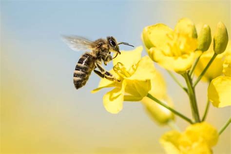 Entenda A Import Ncia Das Abelhas Na Agricultura Blog Da Aegro