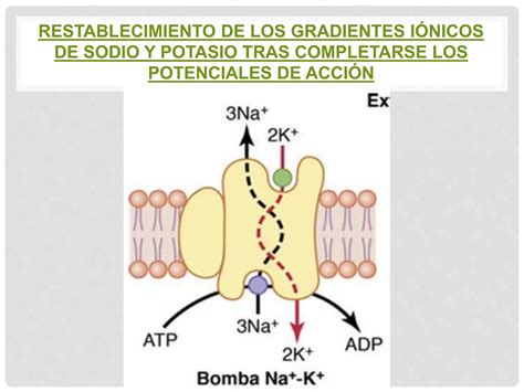 4 Potenciales De Membrana Y Potenciales De Accion Ppt