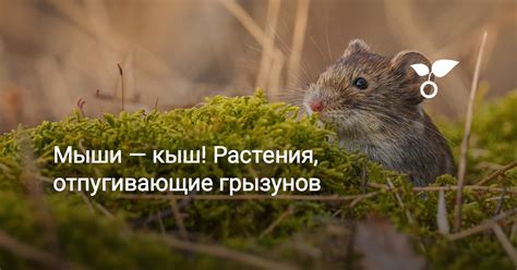 Мыши — кыш! Растения, отпугивающие грызунов. Фото — Ботаничка