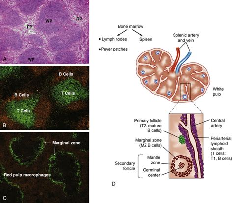 Structure And Function Of The Hematologic System Basicmedical Key