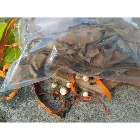 Jual Daun Cengkeh Cuci Kering Premium JSR 100 Herbal Alami Shopee