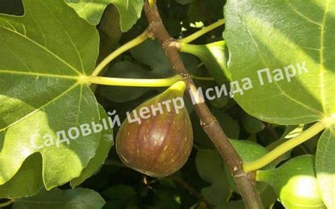 Инжир Брунсвик саженцы купить в Москве и Подмосковье в питомнике