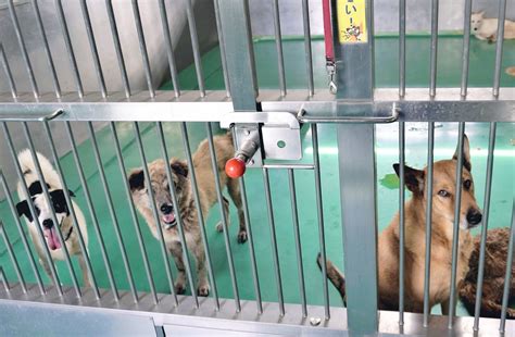 犬猫の殺処分 沖縄はピーク時の100分の1に 激減した理由は？ きょうから愛護週間47news（よんななニュース）：47都道府県52参加新聞