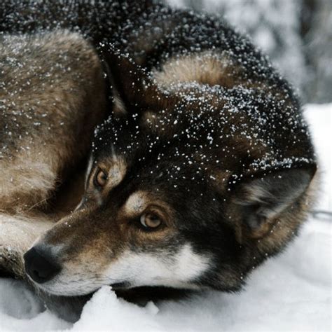 Agouti Husky - Breed Profile & Information - SpiritDog Training