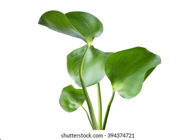 Water Hyacinth Eichhornia Crassipes Plant Leaves Stock Photo