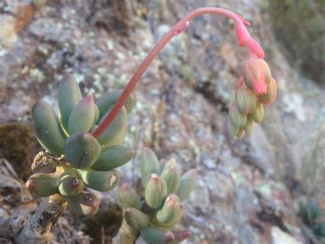 Pachyphytum Hookeri World Of Succulents