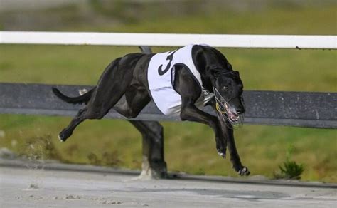 Watch Postman Pat Arrives In Time For Stud Greyhound Recorder