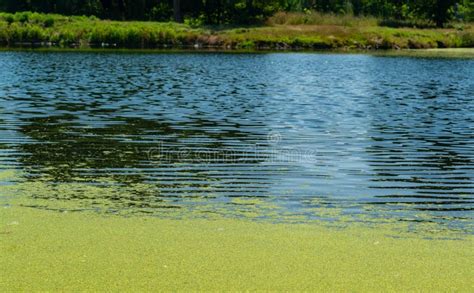 Aquatic Plants Floating On The Surface Of The Water Pistia Stratiotes