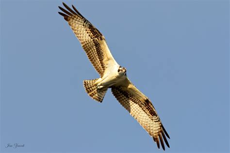 spectacular osprey series  meadowlands nature blog