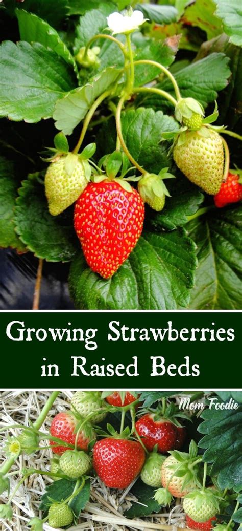 Tips For Growing Strawberries In Raised Beds In Vegetable Garden