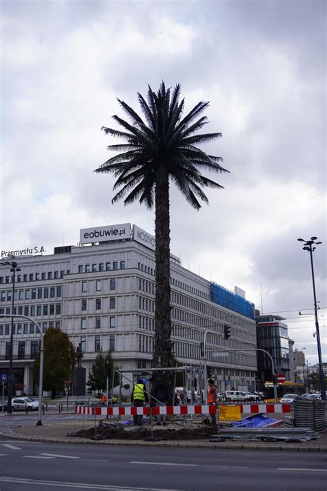 Palma na rondzie de Gaulle a początek prac remontowych 10 2024