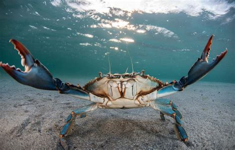 Cangrejo Azul Jaiba Callinectes Sapidus Canal Mar Menor