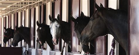 Tips For Stall Boredom And Stable Vices Dover Saddlery