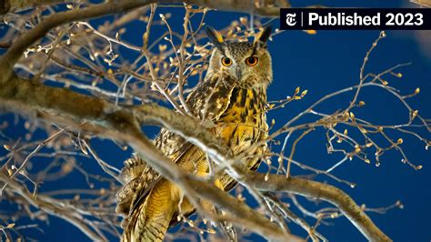Why We Love Flaco, the Escaped Owl - The New York Times