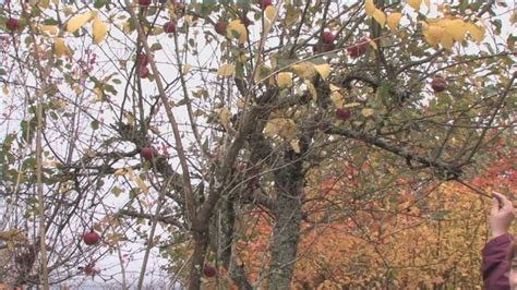 How To Prune Neglected Apple Trees Ehow Apple Tree Golden Chain Tree Tree