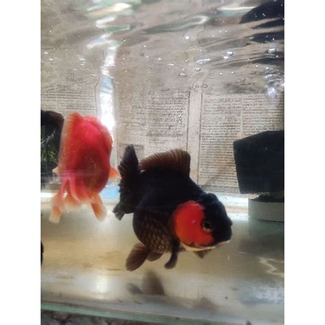 Jual Ikan Hias Maskoki Jumbo Goldfish Mas Koki Induk Shopee Indonesia