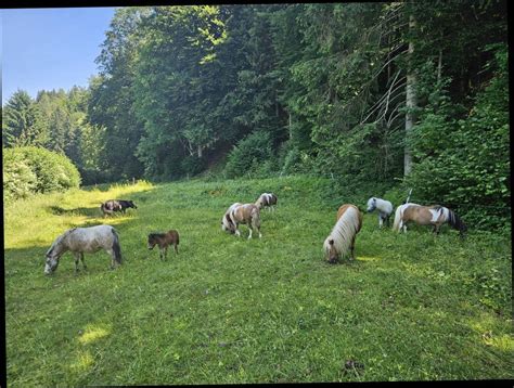 Pferdemarkt Pony Pony Stuten Kaufen Landwirt