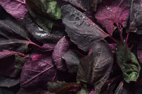 Everything You Need to Know About Growing Orach