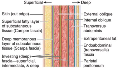 Scarpas Fascia