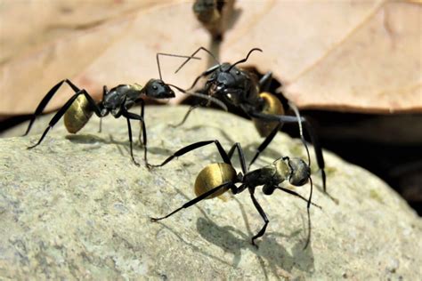 How Do Ants Smell Without Noses Clever Anatomy Fauna Facts