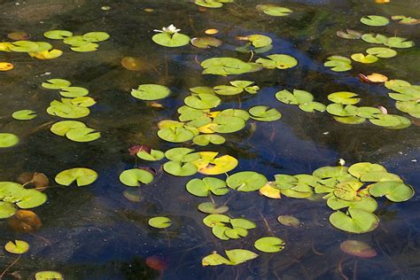 Free Images Water Plant Leaf Flower Petal Green Reflection