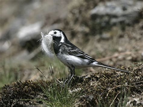 Pied Wagtail Bird Facts (Motacilla alba yarrellii) | Birdfact