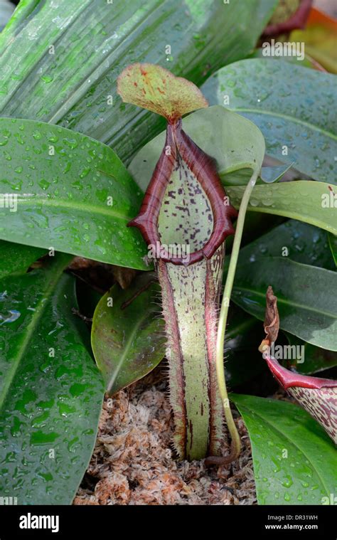 Pitcher Plant Nepenthes Miranda Stock Photo Alamy