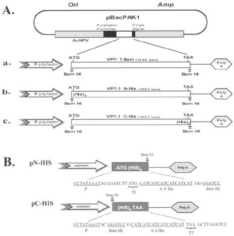 Construction And Expression Of The Recombinant Ehdv Vp7 Gene In A