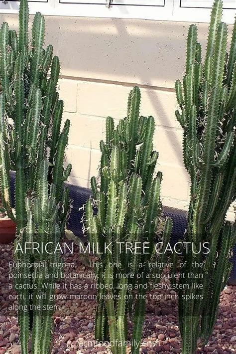 26 Types Of Cactus With Pictures And Fun Facts Indoor And Outdoor