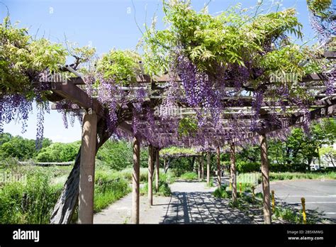 Wisteria Trellis Hi Res Stock Photography And Images Alamy