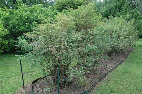 Blueberry Plant Blueberry Bushes Garden Flower Beds Farm Nursery