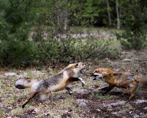 Red Fox Photo Stock Fox Image Foxes Dancing Playing Fighting Rival