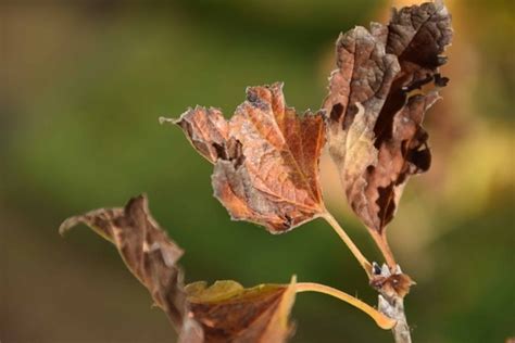 Gratis Billede Natur Blad Makro Dagslys Gule Blade Efter R Blade