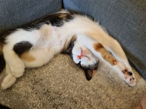 Show me your cat's funny sleeping positions : r/cats