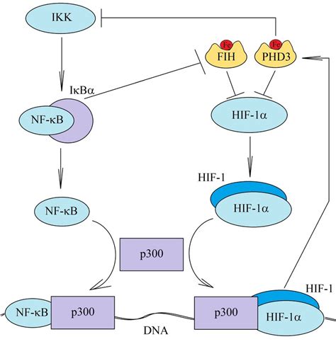 The inhibition of the NF κB pathway activation by HIF Chronic hypoxia