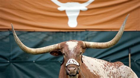 Bevo Xiv Dies Texas Mascot Has Passed Away After Leukemia Diagnosis