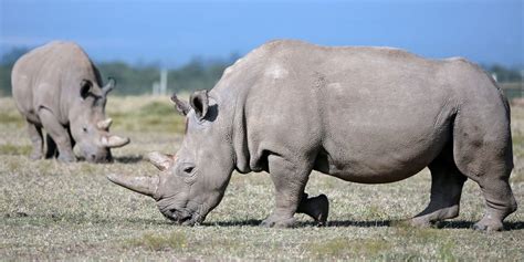 Extinct Animals 2020 | List of Extinct Species