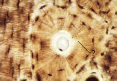 Anatomy Lab Unit 1 Exam Integument Bone Tissue Long Bone