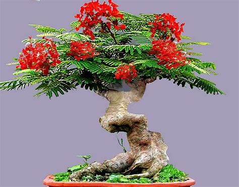 Royal Poinciana Tree Bonsai Of All Time Don T Miss Out Leafyzen