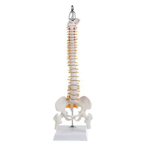 Buy Meatyhjk 45cm Flexible Human Spinal Column Vertebral Lumbar Curve