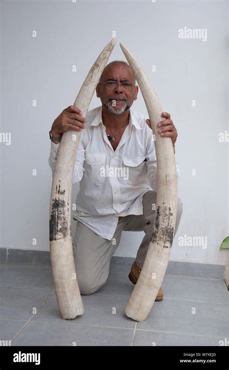 African elephant tusks hi-res stock photography and images - Alamy