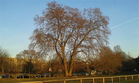 20170106r Grand Platane Bois De Boulogne Grand Platane Du Flickr